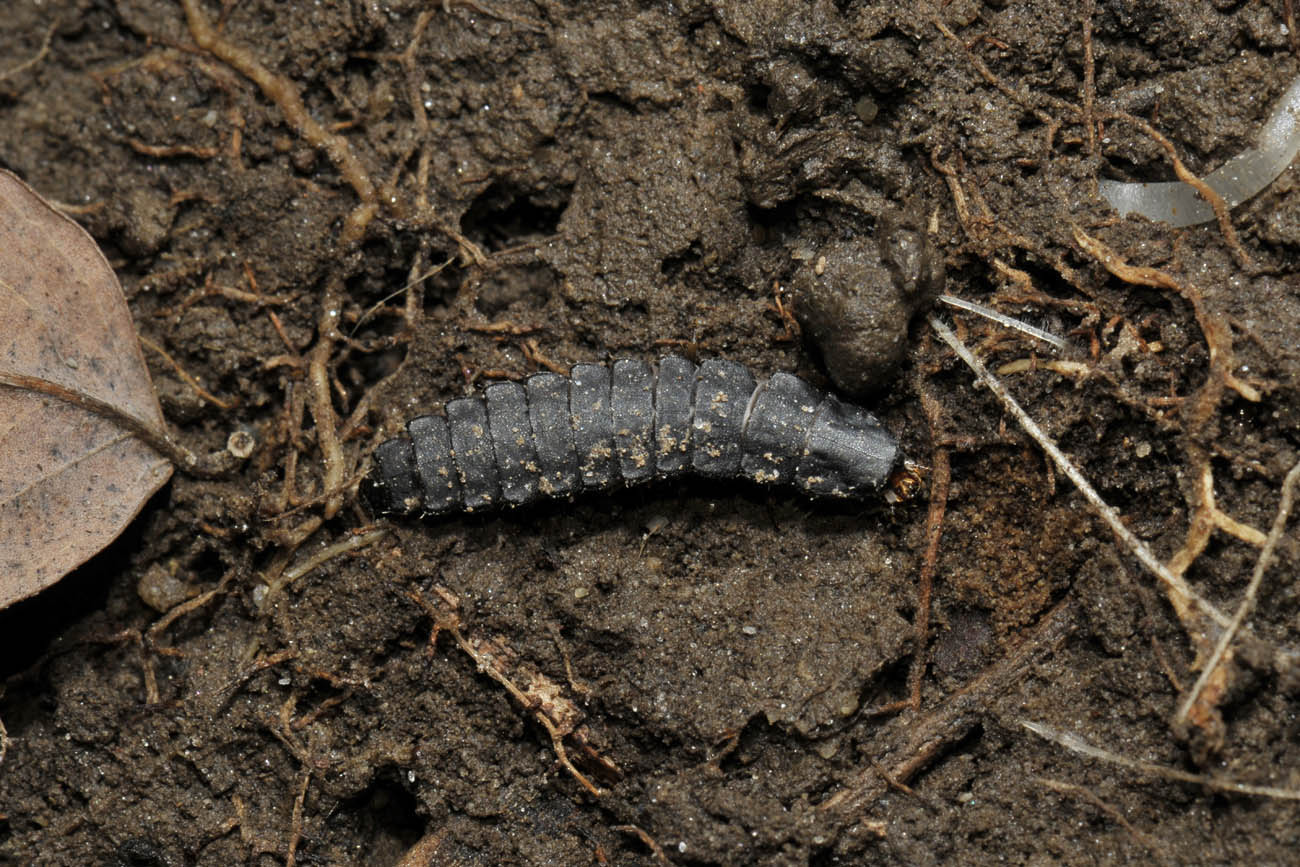 Lampyridae: larva di Luciola sp.